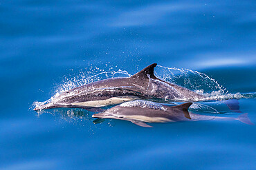 Long-beaked common dolphin (Delphinus capensis), mother and calf, Los Islotes, Baja California Sur, Mexico, North America