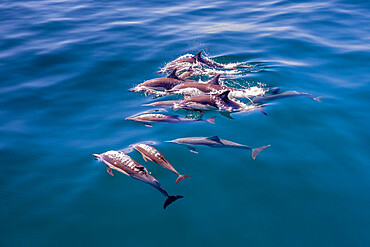 Long-beaked common dolphin pod (Delphinus capensis), surfacing, Los Islotes, Baja California Sur, Mexico, North America