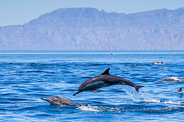 Loreto Bay National Park, Baja California Sur, Mexico, North America