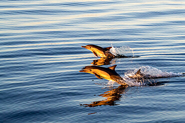 Adult long-beaked common dolphins (Delphinus capensis) at sunrise off Isla Ildefonso, Baja California, Mexico, North America