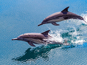 Long-beaked common dolphins (Delphinus capensis), leaping, Isla San Pedro Esteban, Baja California, Mexico, North America