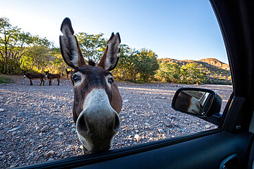 Curious burro inspects my car at Mesquite Canyon, Sierra de la Giganta, Baja California Sur, Mexico, North America