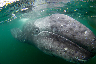 California gray whale calf (Eschrichtius robustus), underwater, San Ignacio Lagoon, Baja California Sur, Mexico, North America