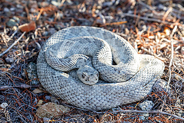 Ashy morph of the Santa Catalina rattlesnake (Crotalus catalinensis), endemic to Isla Santa Catalina, Baja California Sur, Mexico, North America