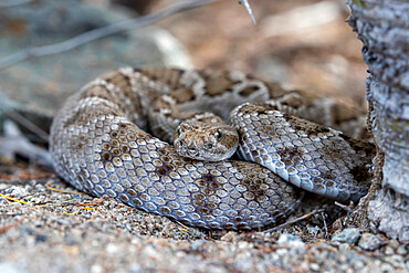 Brown morph of the Santa Catalina rattlesnake (Crotalus catalinensis), endemic to Isla Santa Catalina, Baja California Sur, Mexico, North America