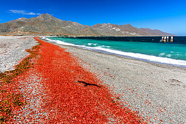 Swarms of pelagic crabs (Pleuroncodes planipes), washed up on the beach at Isla Magdalena, Baja California Sur, Mexico, North America