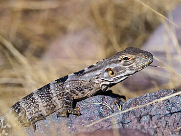 Adult female San Esteban spiny-tailed iguana (Ctenosaura conspicuosa), endemic to Isla San Esteban, Baja California, Mexico, North America