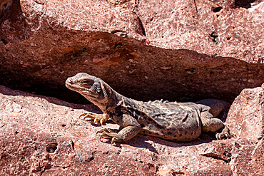 Adult northern chuckwalla (Sauromalus obesus), Bahia Dispensa, Isla Espiritu Santo, Baja California Sur, Mexico, North America