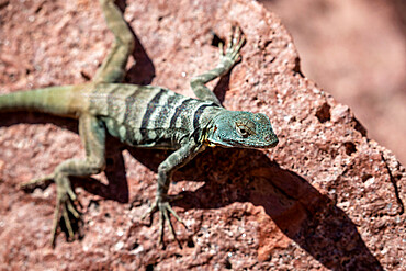 Adult San Lucan banded rock lizard (Petrosaurus thalassinus), Bahia Dispensa, Isla Espiritu Santo, Baja California Sur, Mexico, North America