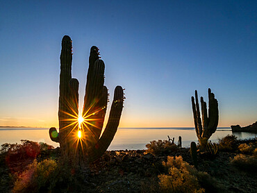 Sunrise on Mexican giant cardon (Pachycereus pringlei), Isla San Esteban, Baja California, Mexico, North America