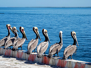 Brown pelicans (Pelecanus occidentalis), at a sardine processing plant, Puerto San Carlos, Baja California Sur, Mexico, North America