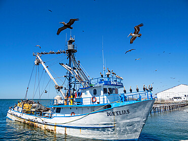 Brown pelicans (Pelecanus occidentalis), at a sardine processing plant, Puerto San Carlos, Baja California Sur, Mexico, North America