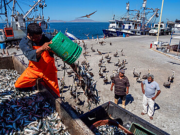 Days catch of sardines being sorted at a fish processing plant in Puerto San Carlos, Baja California Sur, Mexico, North America