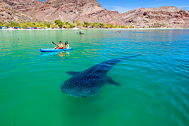 A young whale shark (Rhincodon typus), near kayaker in Bahia Coyote, Conception Bay, Baja California Sur, Mexico, North America