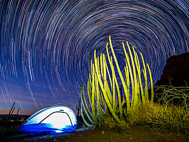 Organ pipe cactus at night with Geminid Meteor Shower, Organ Pipe Cactus National Monument, Arizona, United States of America, North America