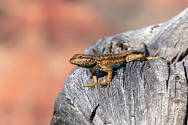 Adult male plateau fence lizard (Sceloporus tristichus), north rim of Grand Canyon National Park, Arizona, United States of America, North America