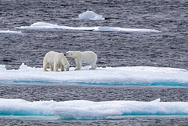 A pair of probable sibling polar bears (Ursus maritimus), Queen's Channel, Cornwallis Island, Nunavut, Canada, North America