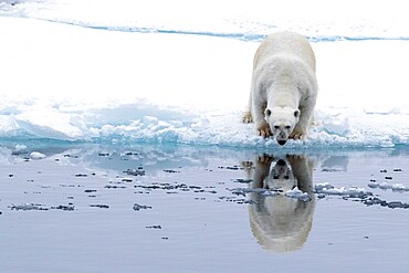 Adult polar bear (Ursus maritimus), reflected in the sea on ice near Ellesmere Island, Nunavut, Canada, North America