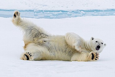 Adult polar bear (Ursus maritimus), cleaning its fur from a recent kill on ice near Ellesmere Island, Nunavut, Canada, North America