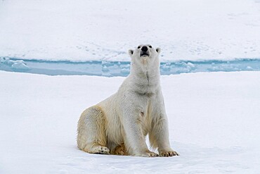 Adult polar bear (Ursus maritimus) cleaning its fur from a recent kill on ice near Ellesmere Island, Nunavut, Canada, North America