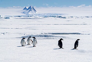 A group of Adelie penguins (Pygoscelis adeliae) on sea ice in Duse Bay, Weddell Sea, Antarctica, Polar Regions