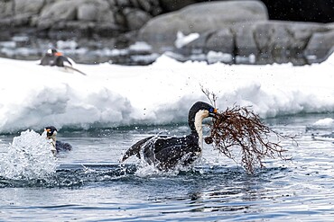 Antarctic shags (Leucocarbo bransfieldensis), taking flight with nesting material at Port Lockroy, Antarctica, Polar Regions