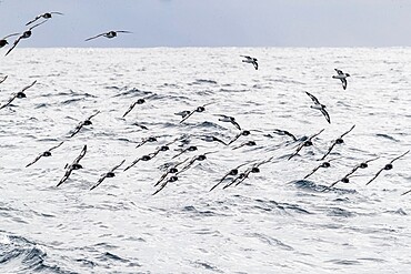 Cape petrels (Daption capense), in flight in the Drake Passage, Antarctica, Polar Regions