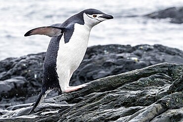 Chinstrap penguin (Pygoscelis antarcticus), leaping from the sea at breeding colony on Barrientos Island, Antarctica, Polar Regions