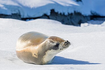 An adult crabeater seal (Lobodon carcinophaga), hauled out on sea ice in the Useful Islands, Gerlache Strait, Antarctica, Polar Regions