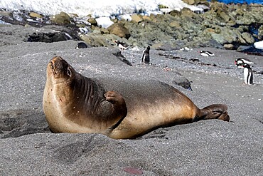 Young southern elephant seal (Mirounga leonina), hauled out on the beach, Barrientos Island, Antarctica, Polar Regions