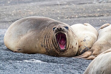 Southern elephant seals (Mirounga leonina), hauled out on the beach, Barrientos Island, Antarctica, Polar Regions