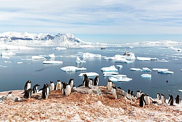 Gentoo penguins (Pygoscelis papua), breeding colony on Cuverville Island, Antarctica, Polar Regions