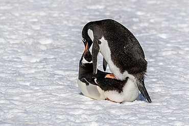 Gentoo penguin pair (Pygoscelis papua), mating at breeding colony site on Cuverville Island, Antarctica, Polar Regions