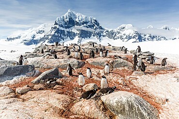 Gentoo penguins (Pygoscelis papua), breeding colony on Weincke Island, Naumeyer Channel, Antarctica, Polar Regions