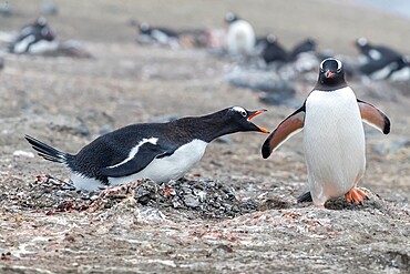 Gentoo penguins (Pygoscelis papua), at breeding colony on Barrientos Island, Antarctica, Polar Regions