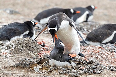 Gentoo penguins (Pygoscelis papua), mating at breeding colony on Barrientos Island, Antarctica, Polar Regions