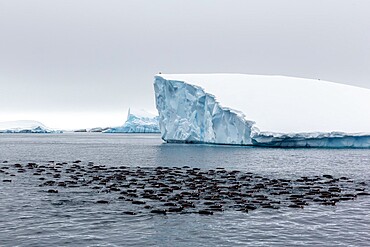 Large raft of gentoo penguins (Pygoscelis papua), group feeding at Booth Island, Antarctica, Polar Regions