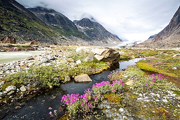 River beauties (dwarf fireweed) line the edge of a melt-water river from Igdlorssuit Glacier, Prins Christian Sund, Greenland, Polar Regions