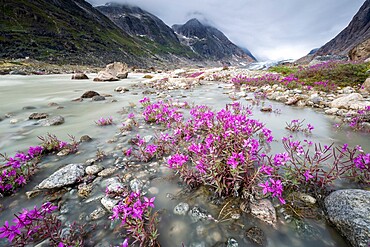 River beauties (dwarf fireweed) line the edge of a melt-water river from Igdlorssuit Glacier, Prins Christian Sund, Greenland, Polar Regions