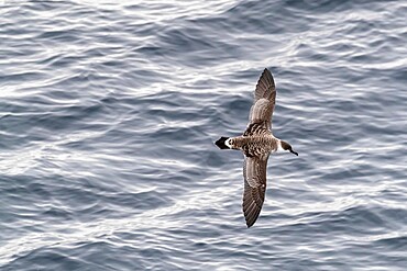 Great shearwater (Ardenna gravis), in flight over a calm sea along the eastern coast of Greenland, Polar Regions