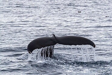 Humpback whale (Megaptera novaeangliae), flukes-up diving in Mackenzie Bay, Greenland Sea, Greenland, Polar Regions