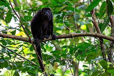 Adult mantled howler (Alouatta palliata), Barro Colorado Island, Gatun Lake, Panama, Central America