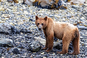 Young brown bear (Ursus arctos), foraging for invertebrates at low tide in Glacier Bay National Park, Alaska, United States of America, North America