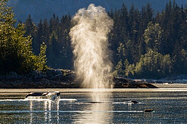 Adult humpback whales (Megaptera novaeangliae), surfacing in Glacier Bay National Park, UNESCO World Heritage Site, Alaska, United States of America, North America