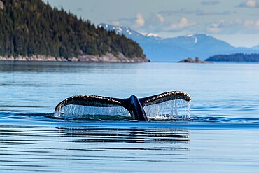 Adult humpback whale (Megaptera novaeangliae), flukes-up dive in Glacier Bay National Park, UNESCO World Heritage Site, Alaska, United States of America, North America