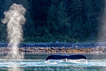 Adult humpback whale (Megaptera novaeangliae), flukes-up dive in Glacier Bay National Park, UNESCO World Heritage Site, Alaska, United States of America, North America