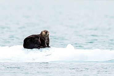 Adult female sea otter (Enhydra lutris), hauled out on ice in Glacier Bay National Park, Southeast Alaska, United States of America, North America