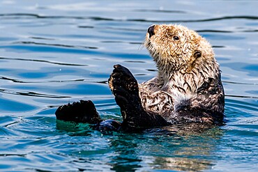 An adult sea otter (Enhydra lutris), swimming in Glacier Bay National Park, Southeast Alaska, United States of America, North America