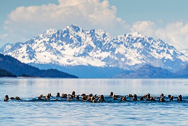 Sea otters (Enhydra lutris), in the Beardslee Island Group in Glacier Bay National Park, UNESCO World Heritage Site, Southeast Alaska, United States of America, North America