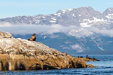 Steller sea lion (Eumetopias jubatus), haul out site, South Marble Islands, Glacier Bay National Park, UNESCO World Heritage Site, Alaska, United States of America, North America